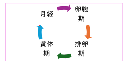 月経リズム